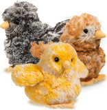 DCT CHICK ASSORTED