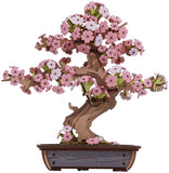 DIY MINI KIT BONSAI TREE CHERRY BLOSSOM