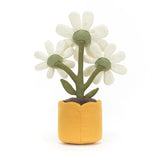 JC AMUSEABLE DAISY 13"