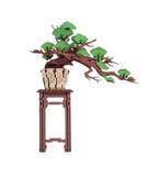 DIY MINI KIT BONSAI TREE EVERGREEN PINE