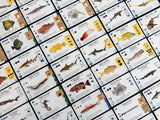 FINSPAN SHARKS AND REEFS EXPANSION