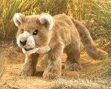 FM HP AFRICAN LION CUB