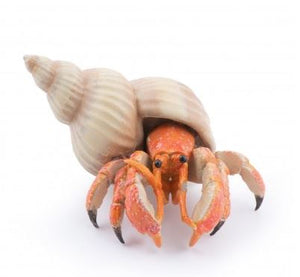 PAPO HERMIT CRAB