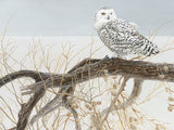 PZ 500 CH FALLEN WILLOW SNOWY OWL