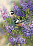 PZ 1000 CH CHICKADEES AND LILACS